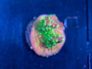 Acropora - Dragonfruit