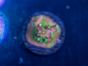 Acropora - Dragonfruit