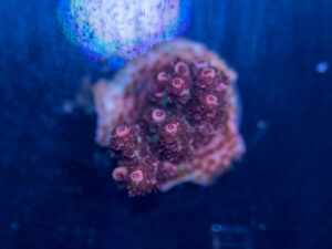 Acropora