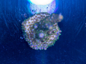 Acropora