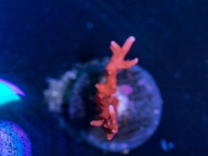 Anacropora - TNT