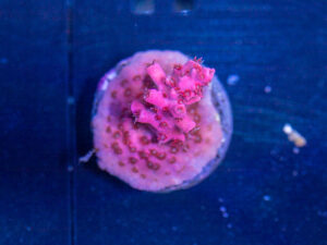 Acropora - Cotton Candy Carnage