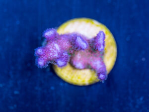 Pocillopora