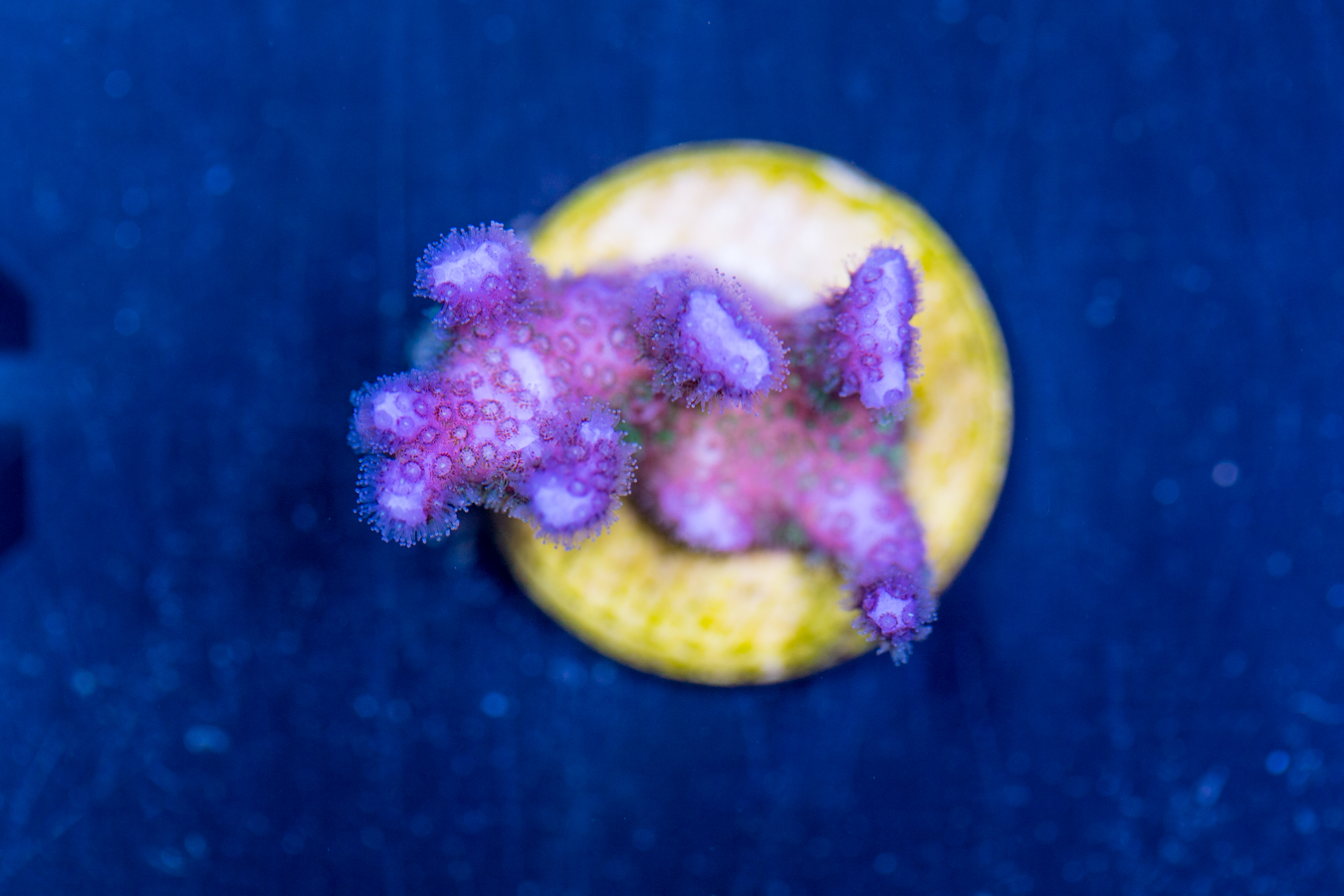 Pocillopora 1 Pocillopora