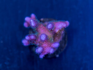 Pocillopora