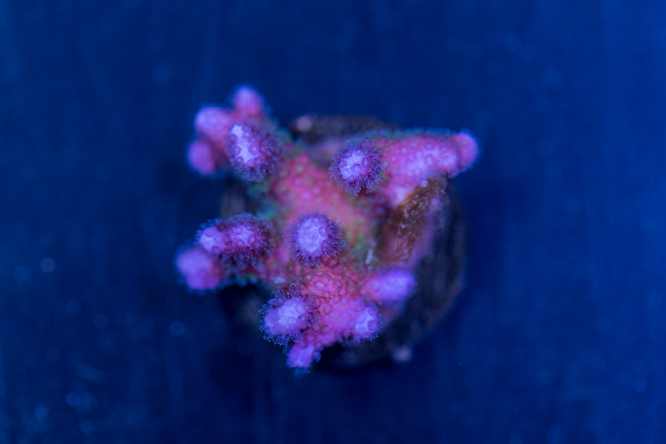 Pocillopora 1 Pocillopora