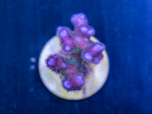 Pocillopora