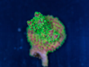Acropora - Rainbow Loom