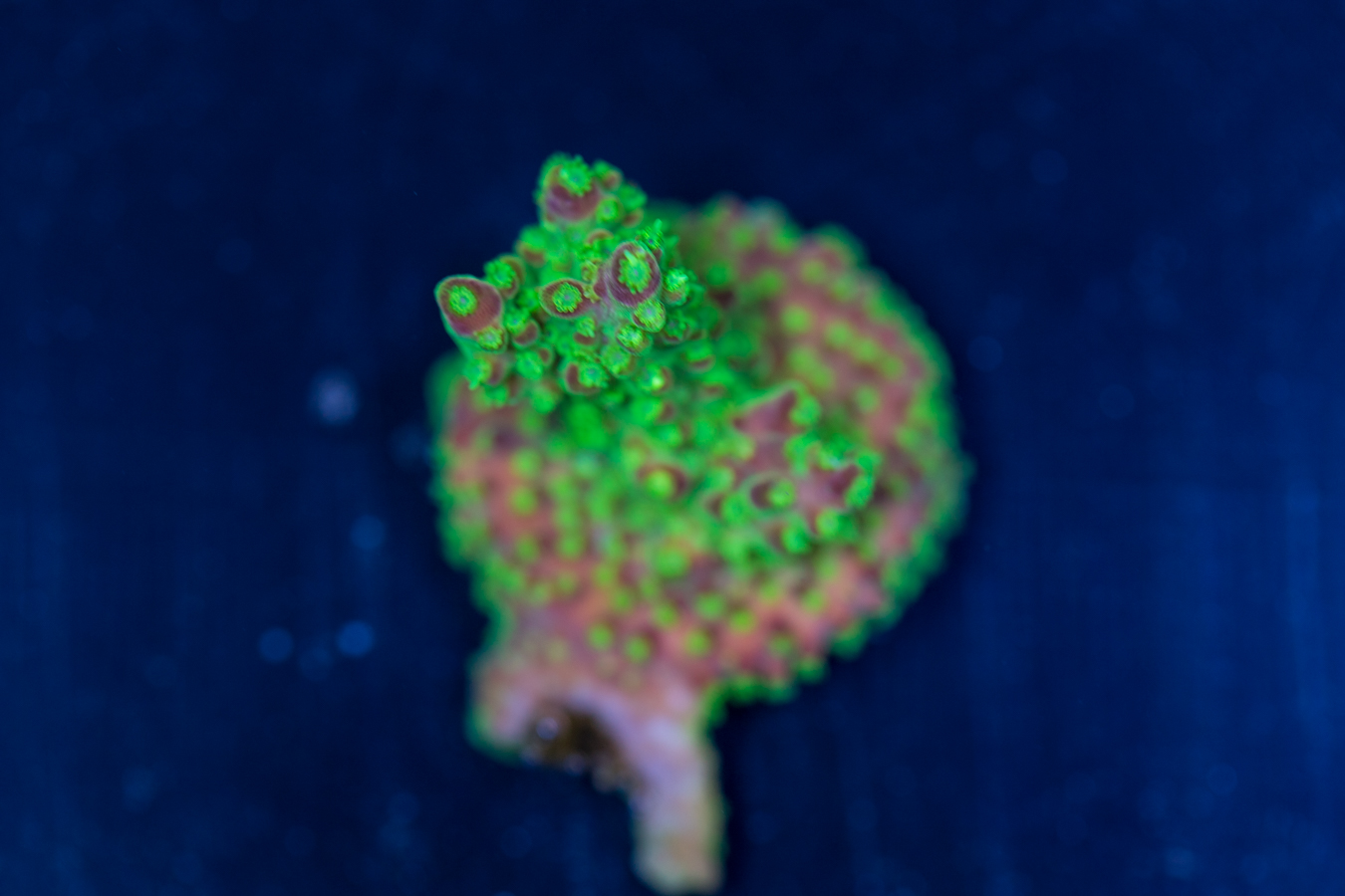 Acropora - Rainbow Loom 1 Acropora - Rainbow Loom