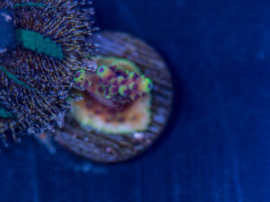 Acropora - Pink Cadillac