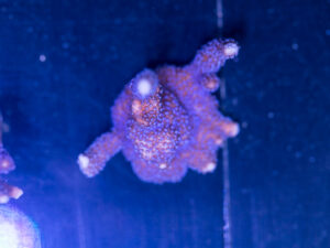 Montipora - Digitata