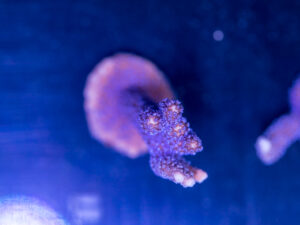 Montipora - Digitata
