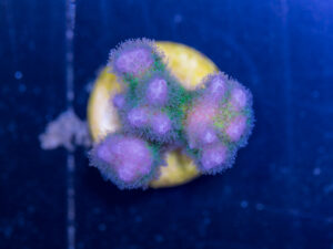 Pocillopora
