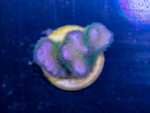 Pocillopora
