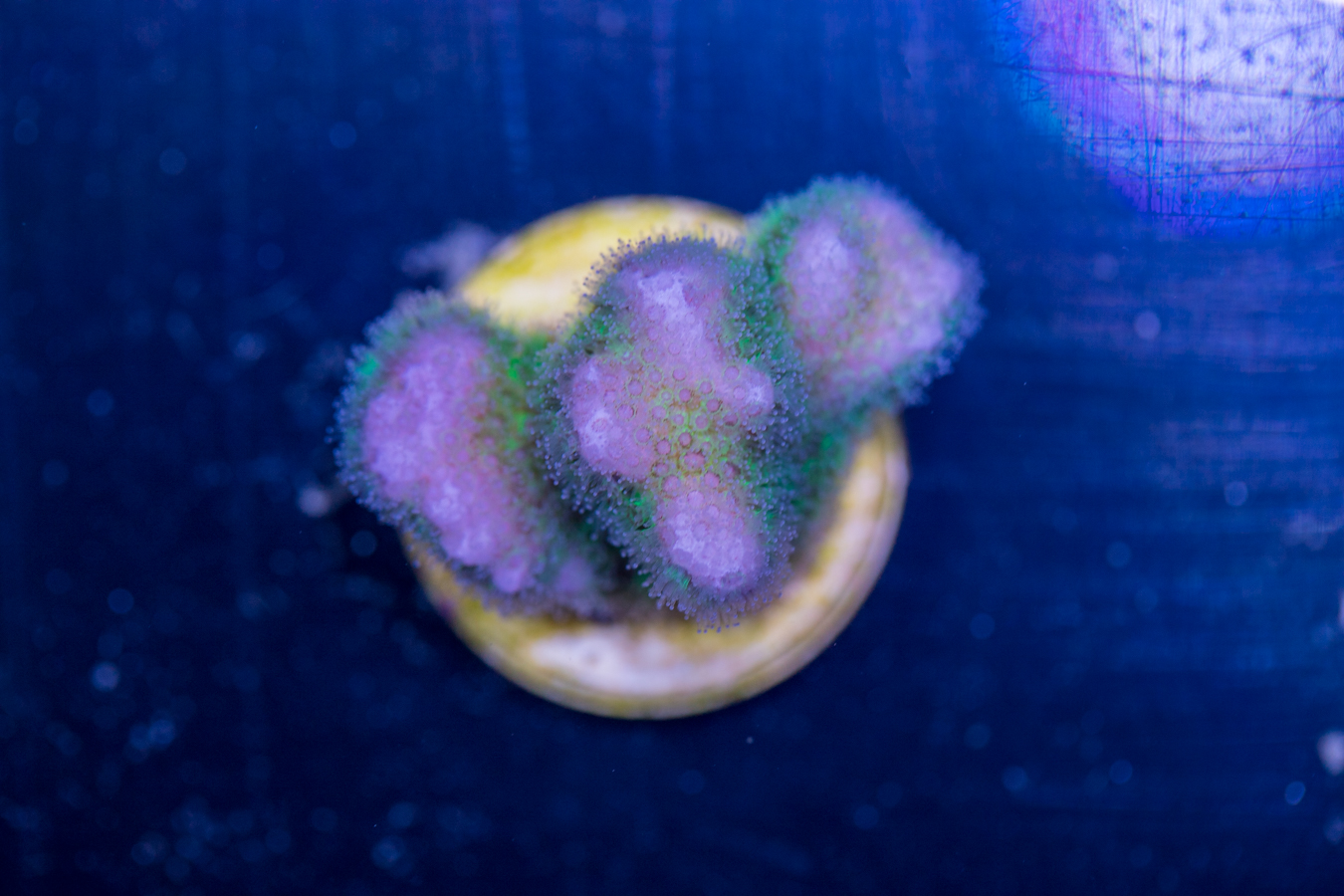 Pocillopora 1 Pocillopora