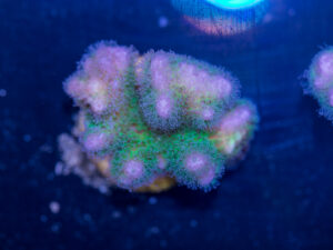 Pocillopora