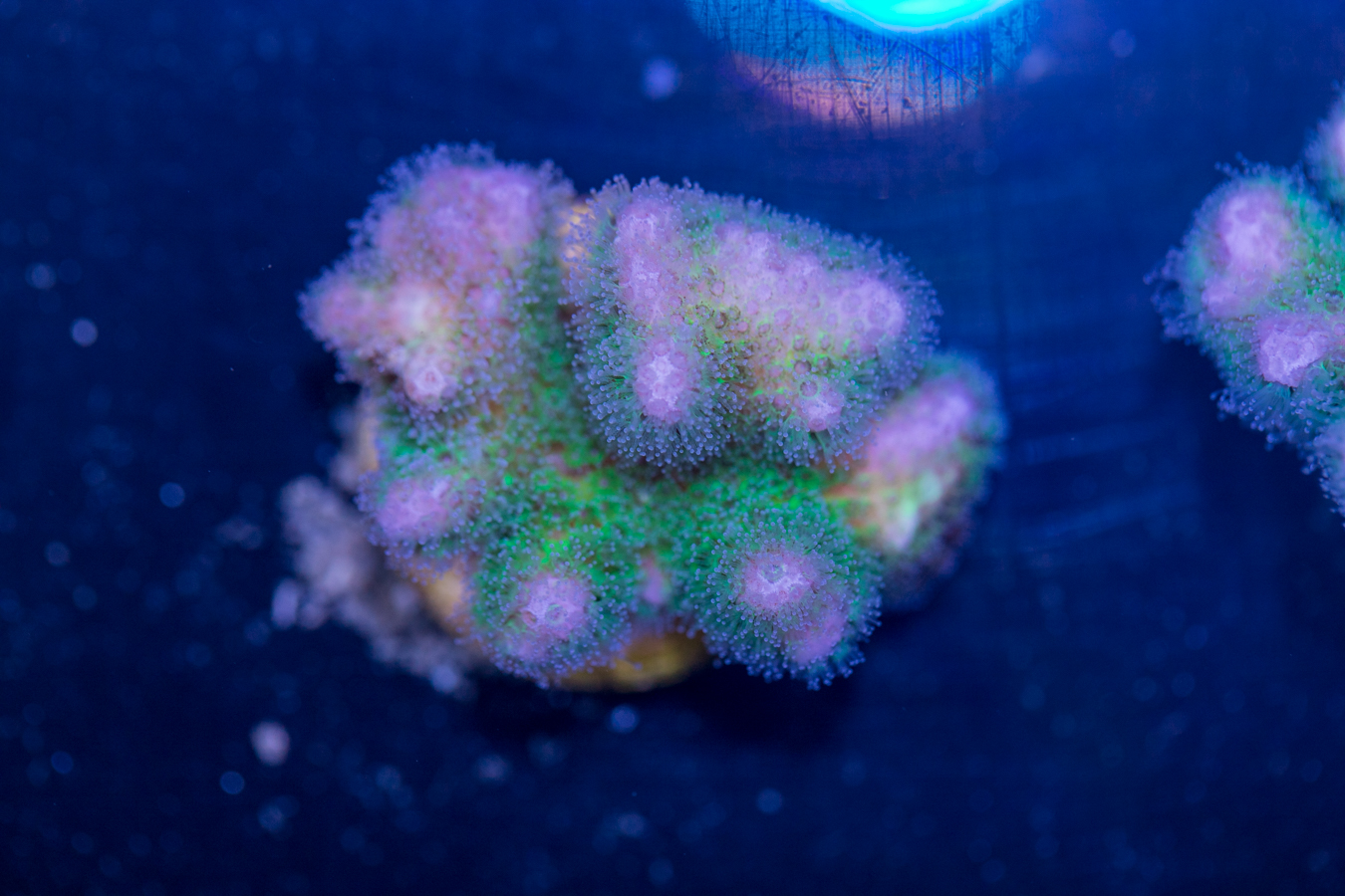 Pocillopora 1 Pocillopora