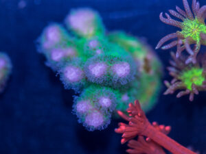 Pocillopora