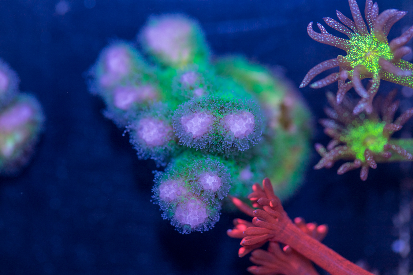 Pocillopora 1 Pocillopora