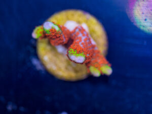 Montipora - Bubblegum Digitata