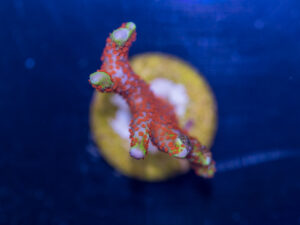 Montipora - Bubblegum Digitata