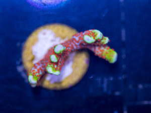 Montipora - Bubblegum Digitata