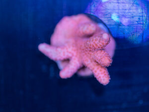 Montipora - Digitata