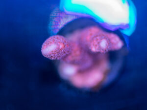Montipora - Digitata