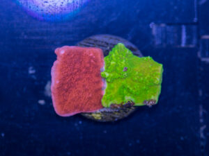 Montipora - Ying Yang