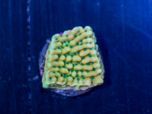 Montipora - Beach Bum