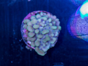 Montipora