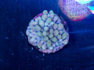Montipora