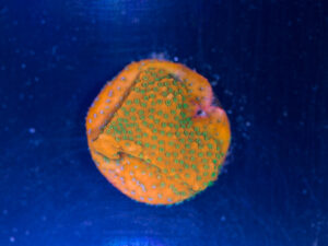 Montipora - Gold Rush
