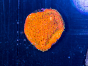 Montipora - Sunburst