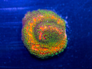 Montipora - Fairy Light