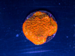 Montipora - Sunburst