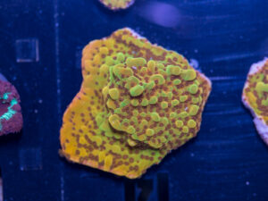 Montipora - Phoenix Danae