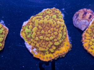 Montipora - Phoenix Danae