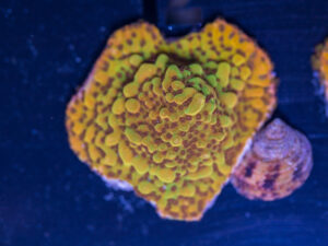 Montipora - Phoenix Danae