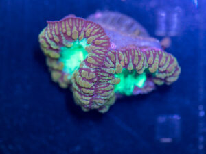 Blastomussa