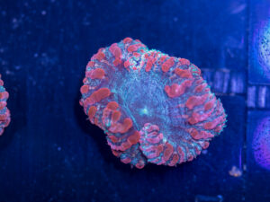 Blastomussa