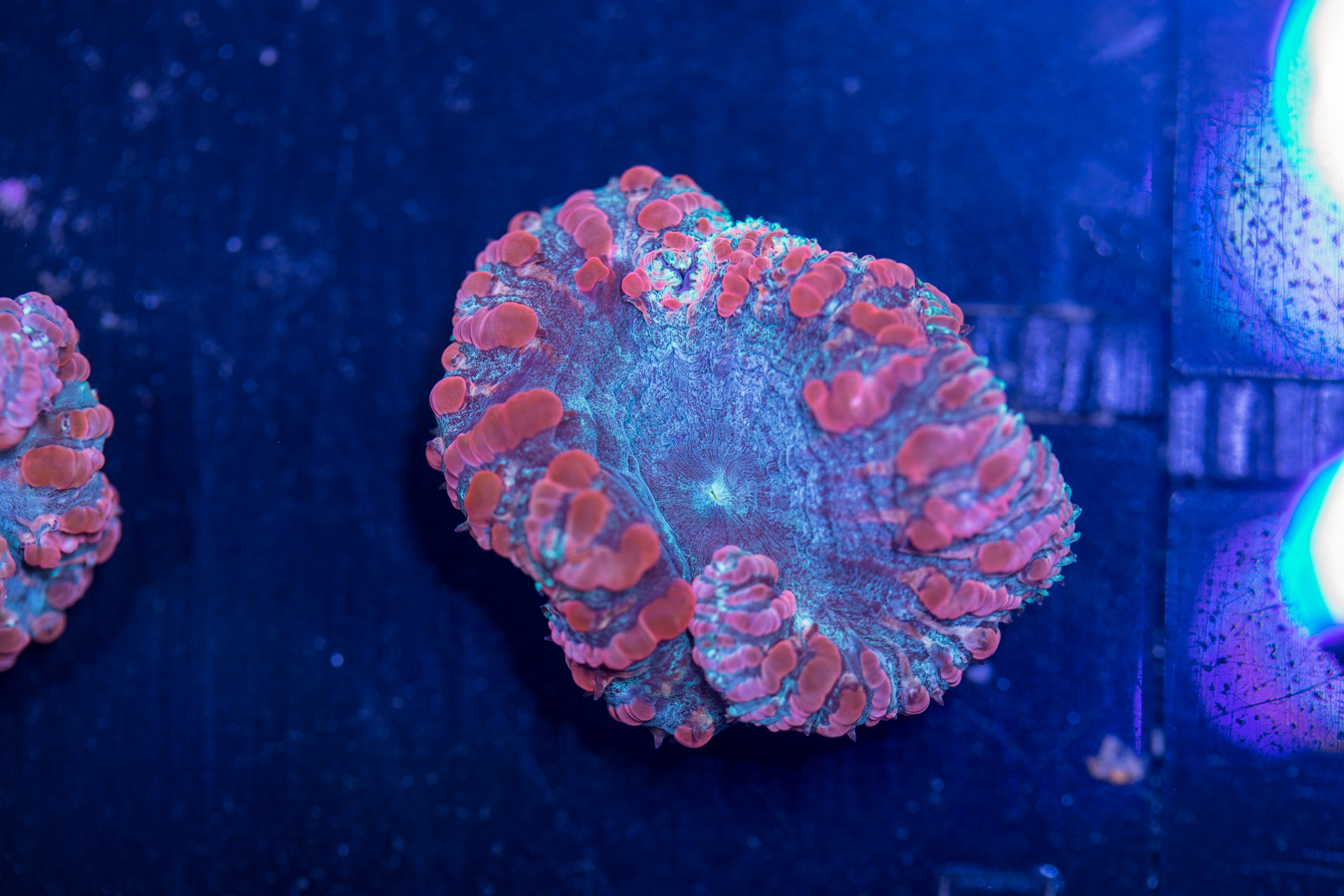 Blastomussa 1 Blastomussa