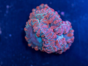 Blastomussa