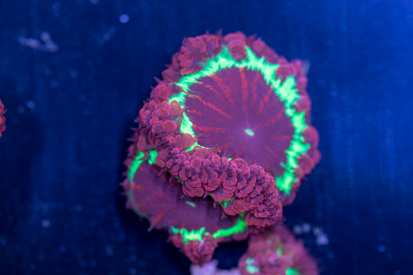 Blastomussa 1 Blastomussa