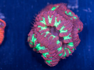 Blastomussa