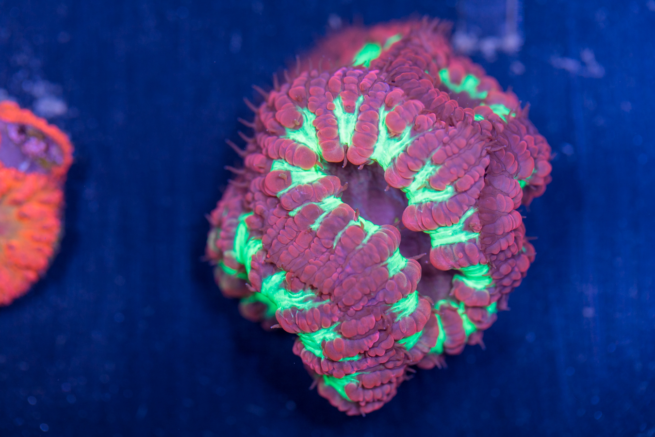 Blastomussa 1 Blastomussa