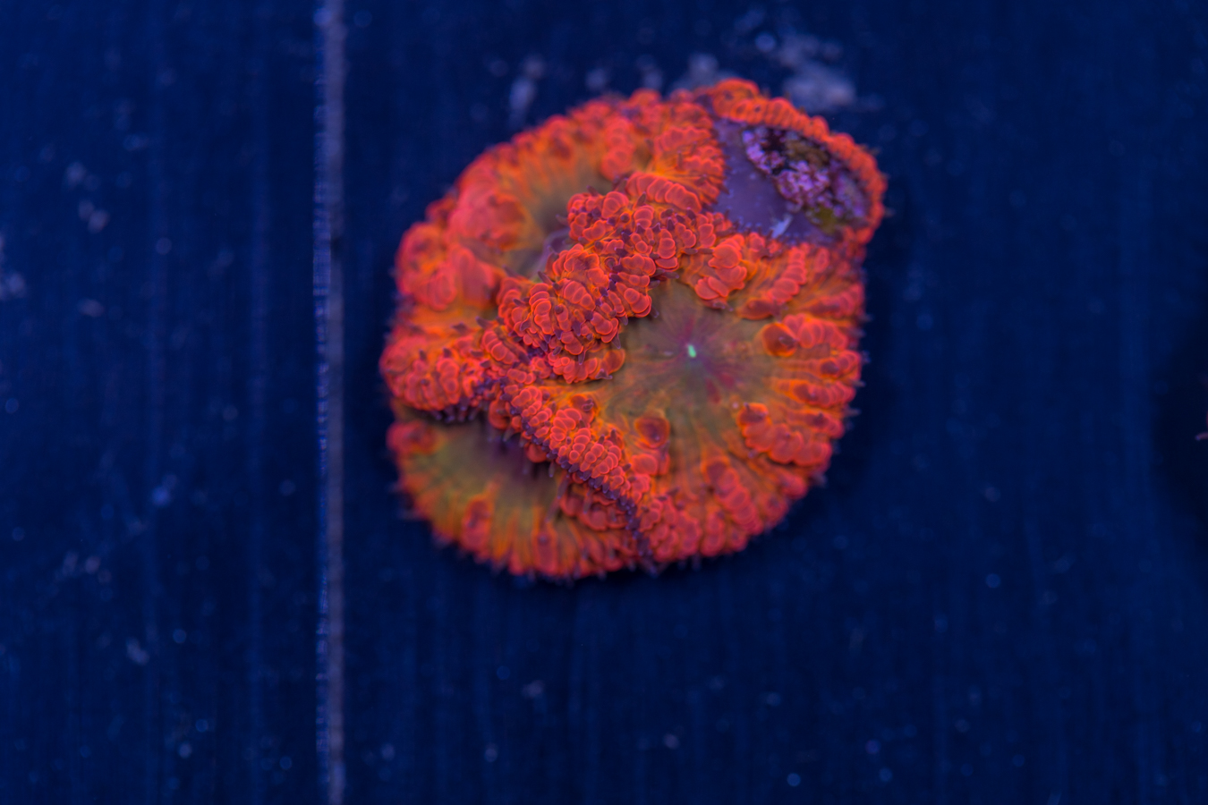Blastomussa 1 Blastomussa