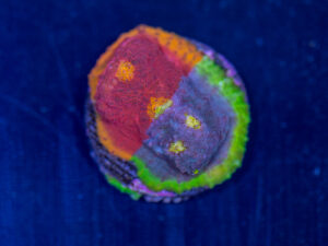 Chalice - Rainbow Jellybean