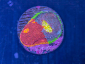 Chalice - Rainbow Jellybean