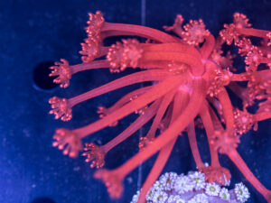 Goniopora